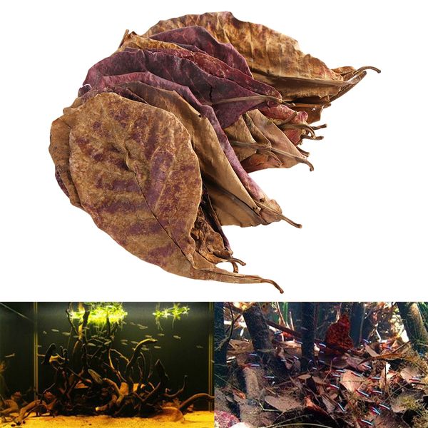 

50g/pack new effective natural terminalia catappa foetida leaves island almond leaf for fish cleaning/treatment aquarium tank