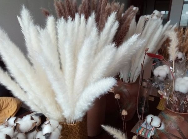 Acheter Herbe De Pampa Séchée Naturelle Phragmites Communis Plante à Anches Bouquet De Fleurs Pour Mariage Hauteur De 24 Po Pour La Décoration