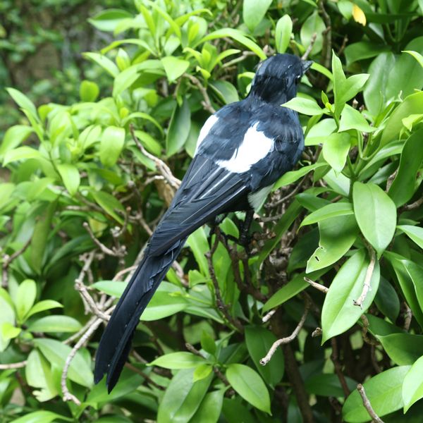 

bird garden ornament magpie patio decor outdoor decoration artificial animal
