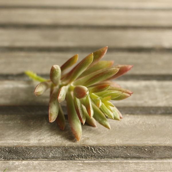 

artificial green succulents plants home garden decoration landscape 2 pieces