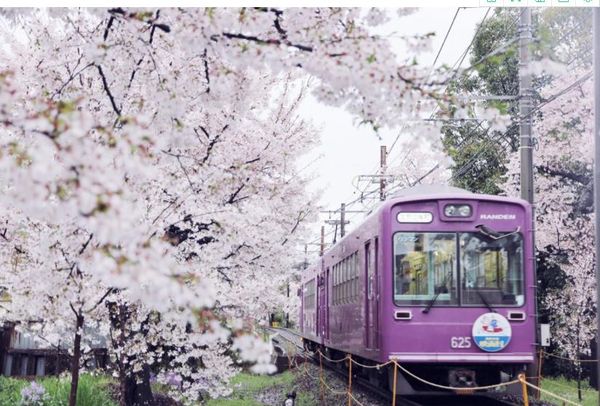 

красивые пейзажи обои цветок тв фон стены поезд черри
