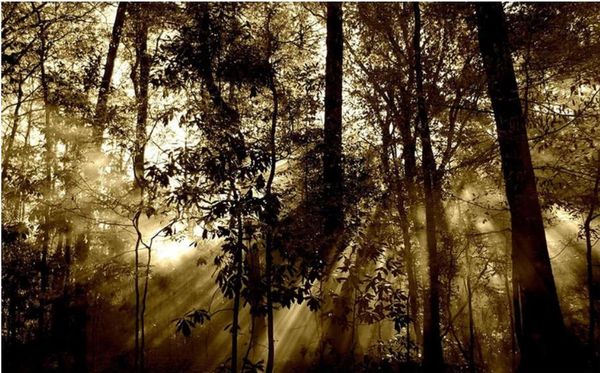 

натуральные 3d обои лес обои фреска 3d обои 3d обои для тв фон