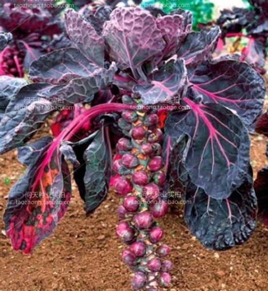 

100pcs brassica oleracea p-semillas - organic vegetable sementes