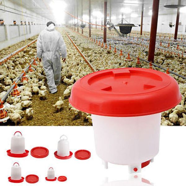 

robust plastic chicken quail poultry hen drinker food feeder chicken drinker