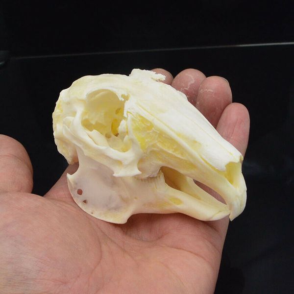 

cottontail кролик череп образец кость животных образца (natural кость качество a