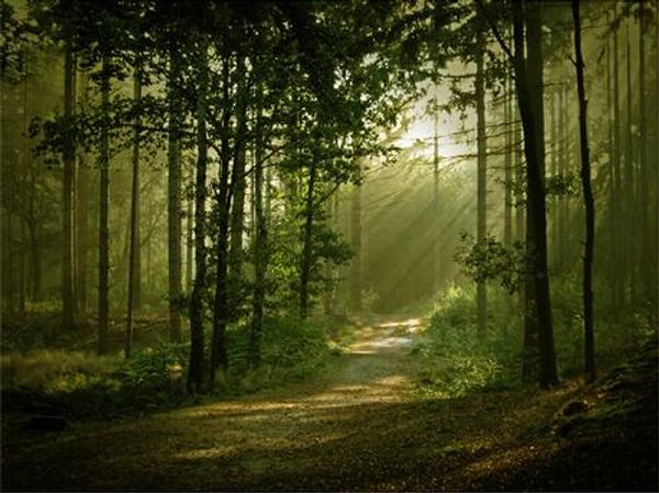 

nature forest trees grass sunshine landscape art wall decor silk print poster