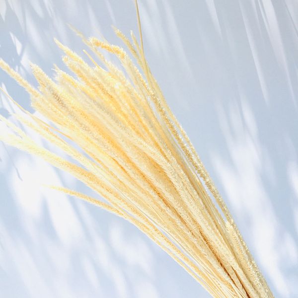 

art p props branch dried home decor wedding bulrush craft reed flower phragmites shop store party bouquet gift