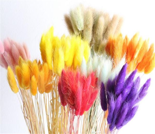 

20 стеблей натуральные сушеные цветы красочные lagurus ovatus настоящий букет цветов для украшения дома свадьба кролик хвост травы букет