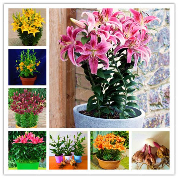 

new 2018true lily bulbs perfume lily (not garden) bonsai flower bulbs high germination lilium bulbos de flores