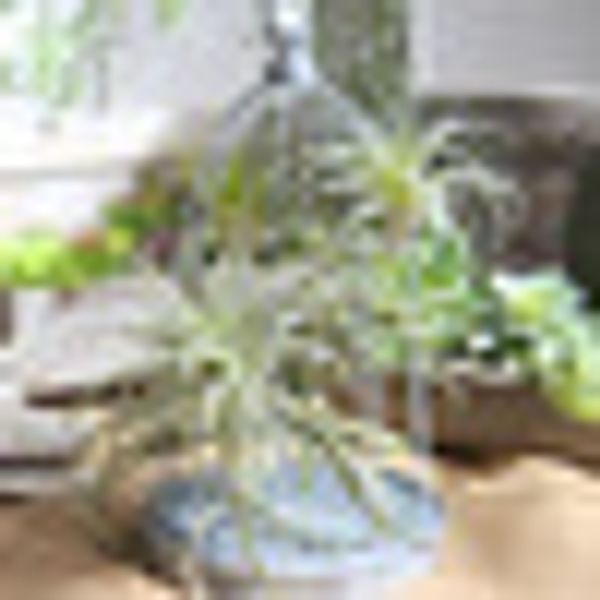 

artificial plant succulent air plant real-touch wedding/bouquet home decor