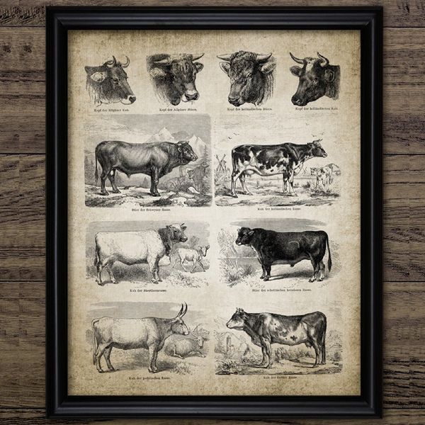 

antique cow breeds canvas art prints farm poster , vintage dairy cattle canvas painting wall picture farming wall art decor