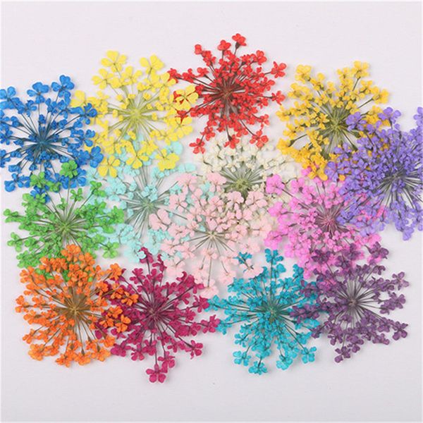 Acheter Set Pressé Sécher Majus Fleur Sécher Plantes Pour Résine époxy Pendentif Collier Fabrication De Bijoux Artisanat Diy Accessoires De 3318