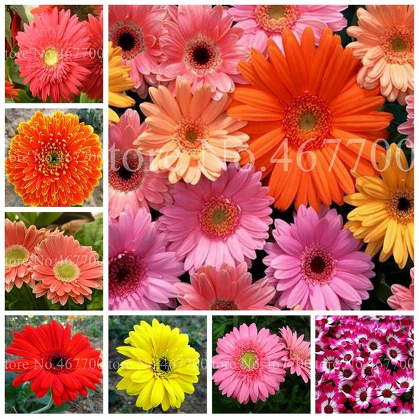 

new arrival 200 pcs seeds hybrids gerbera daisy perennial flower bonsai plants easy to grow for home garden pot decor potted planter