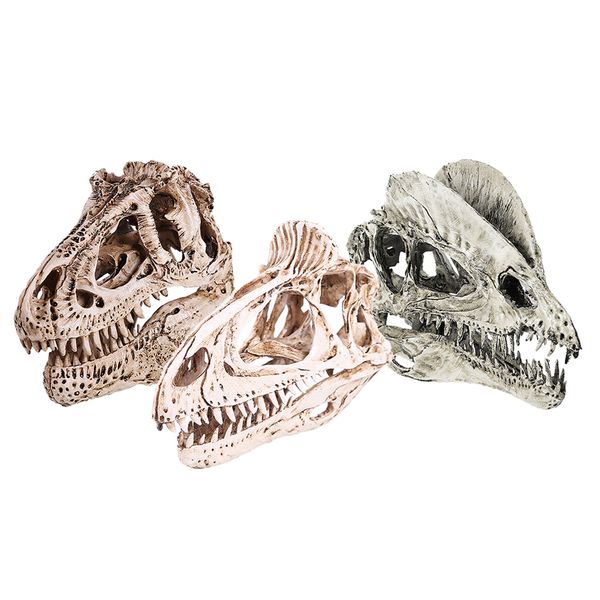 

3pcs 1/3 scale dinosaur dilophosaurus resin skull model collectibles