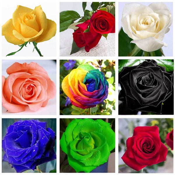 

60 pcs rare blue pink black multicolor roses plant seeds balcony garden potted rose flowers seed