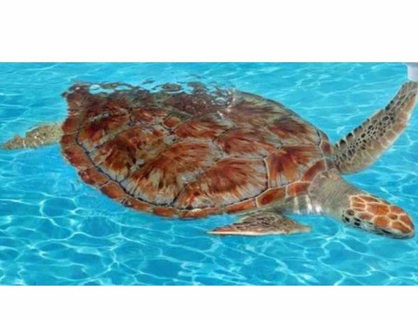 

стоимость доставки