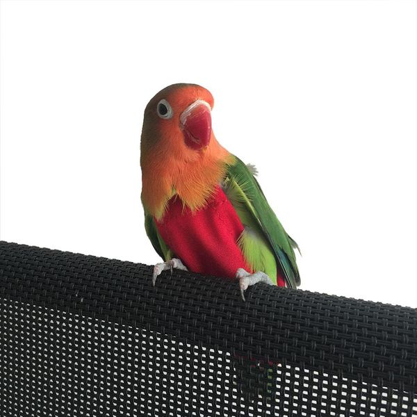 

asypets pet пеленки летучий одежда для птиц parrot