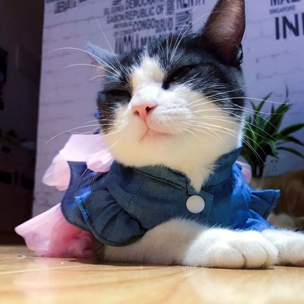 

dog princess dress pet skirt autumn and winter new pet denim skirt cat skirt dog groom wedding pet supplies