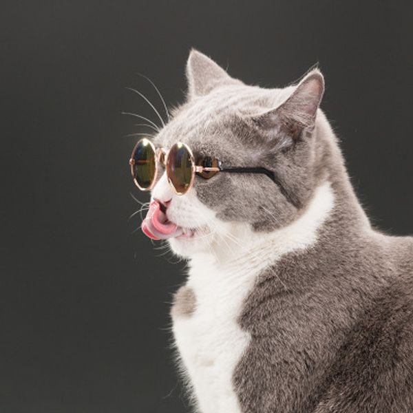 gatos con gafas