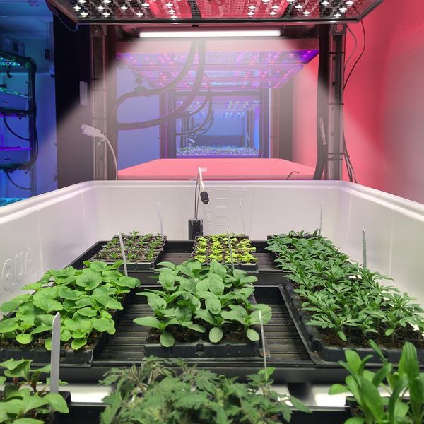 

full spectrum led plant growth lamp vegetable plant cultivation lamp plant fill light lamp anti-sunlight home led lamps matte 2 packs