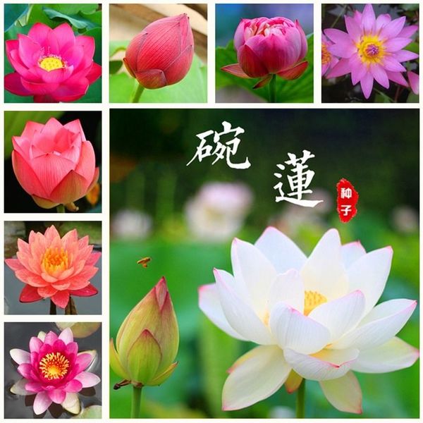 Compre 10 Pcs Saco Sementes De Lotus De Flor De Lotus Plantas