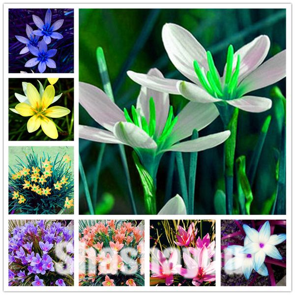 

sale seeds 2000 pcs zephyranthes candida bonsai (onion orchid ) mini zephyr lily planting balcony indoor flower plant for home garden