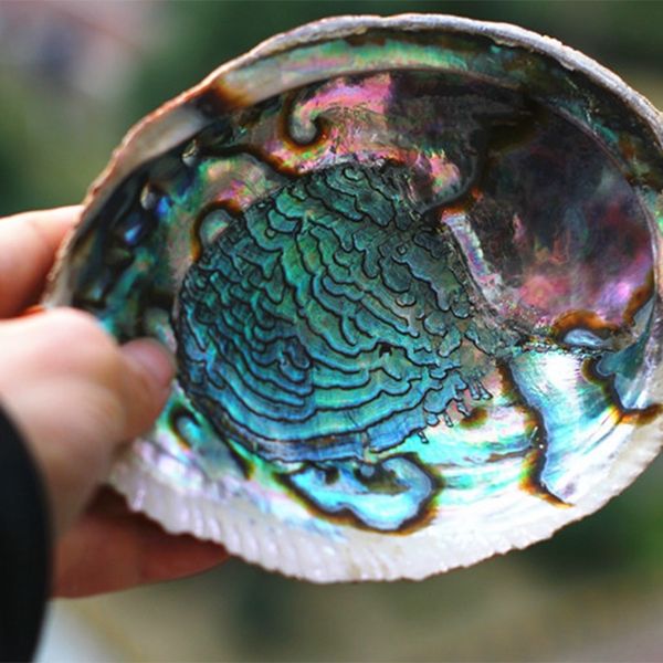 

promotion 10-12cm large rainbow abalone shell charm beach seashell car office house decor other home decor