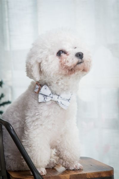 

marble dog collar with bow tie personal custom adjustable pet cotton dog &cat gifts