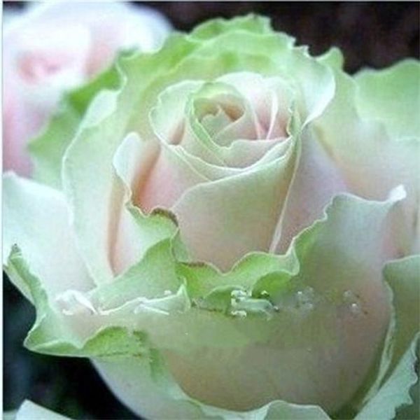 

бесплатная доставка светло-зеленый розовый и белый роза семена * 200 штук семян в упаковке * новое поступление три цвета ombre очаровательны