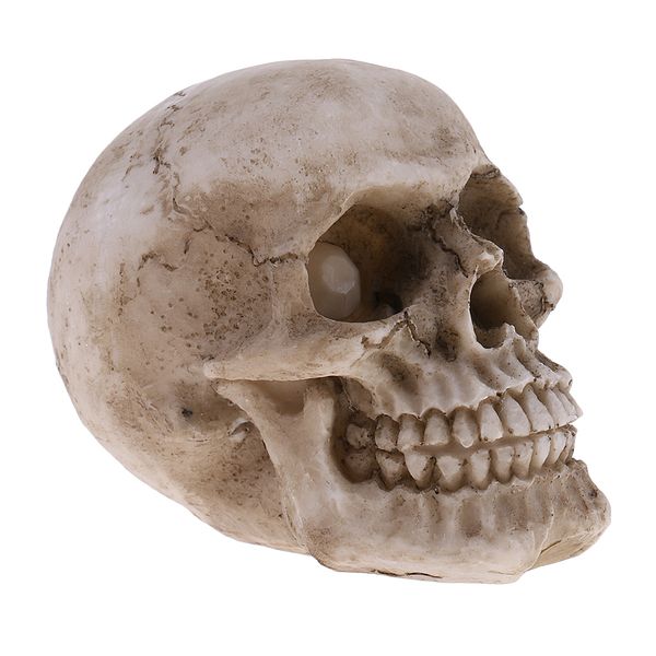 

1pc small human head skeleton skull model resin toy kids gift