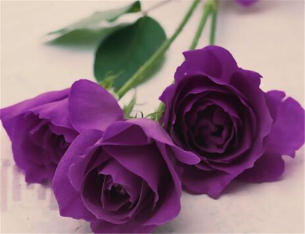 

purple rose seeds *50 pieces seeds per package new arrival ombre charming garden plants (2bag/pack, White