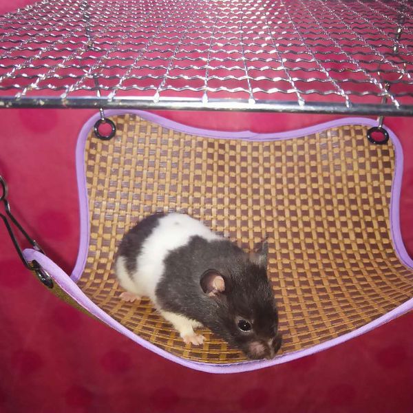 

hedgehog sugar glider totoro hamster flower branch mouse guinea pig sleeping mat hammock be away for the summer holidays defence