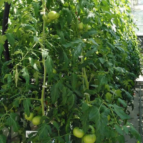 

35pieces tomato double hook with twine for cucumber cherries planting supply