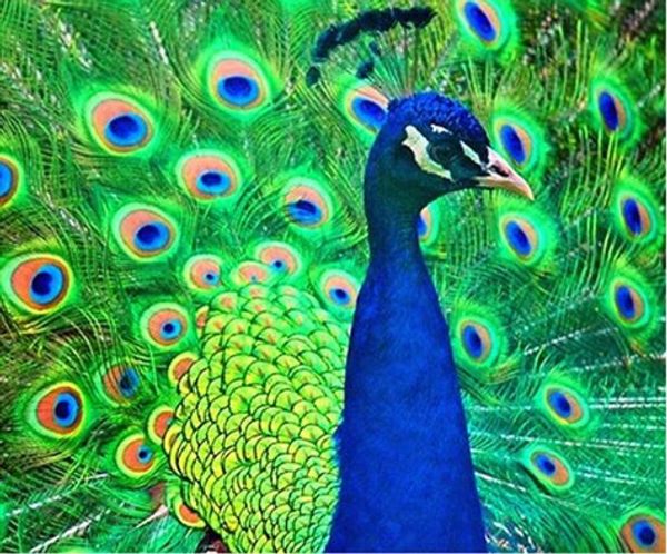 

Full Square/Round Drill 5D DIY Diamond Painting "peacock" Embroidery Cross Stitch Mosaic Home Decor Art Experience toys Gift A0481