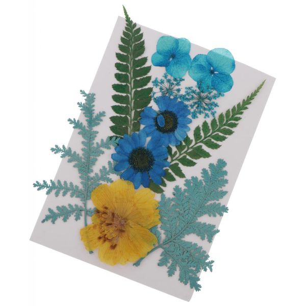 

real pressed flowers. dried flowers. for making cards