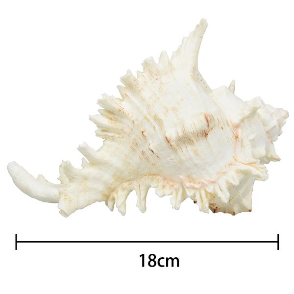 

large natural sea shells huge ocean conch 17-19 cm jumbo seashells perfect for home decorations succulent shell flower pot fish other home d