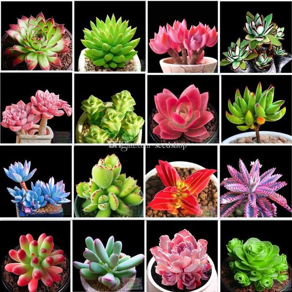 

100шт цвета смешивания семена зеленых семян растений пакета пакет новичок суккуле