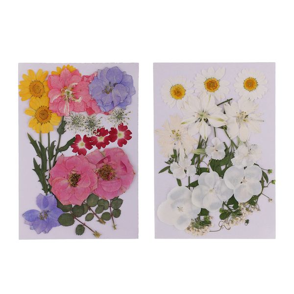 

pack of 2 dried petals mixed natural mixed pressed dried flowers for diy