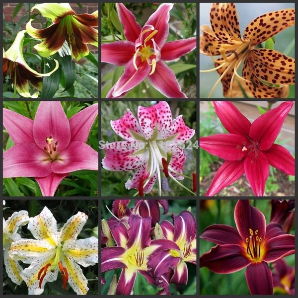 

100pcs lily flower oo(not lily bulbs