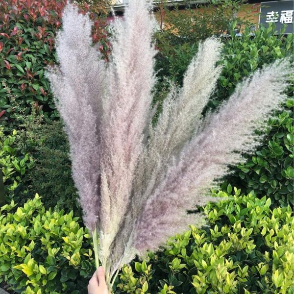 

20 pcs raw color dried plants pampas grass natural phragmites communis wedding flower bunch 56-60cm tall