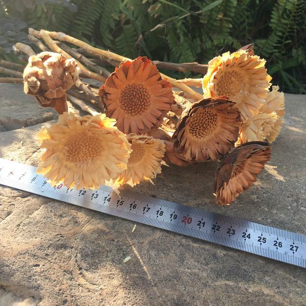 

4-8cm head natural dried gerbera,diy floral display flores plant for wedding favor home room party decor,dried flower gift