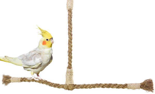 

parrot gnaw toys bird toys t form swing stand bar springboard stairs to climb rope ladder