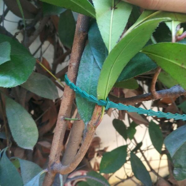 

17/23/13cm adjustable plastic plant cable ties reusable cable ties for garden tree climbing support 30cm 50cm