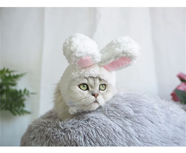 Scarica Gratis Images Acheter Drole Mignon Animaux Cosplay Costume De Lapin Chapeau Pour actualisé par