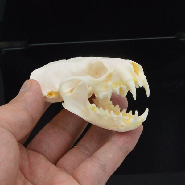 

1шт реальных норок череп, прекрасные образцы животных, черепа подарки череп