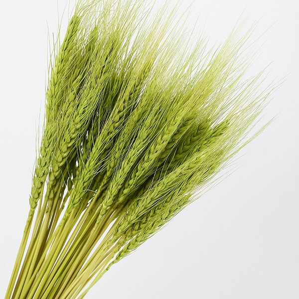 

50pc/lot wheat ears natural dried flower bouquet,grain bouquet for wedding party decor diy craft scrapbook home decoration