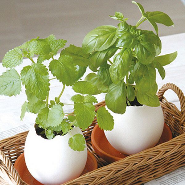 Criativo DIY Mini Sorte Egg vaso Vegetais desktop Home Decor