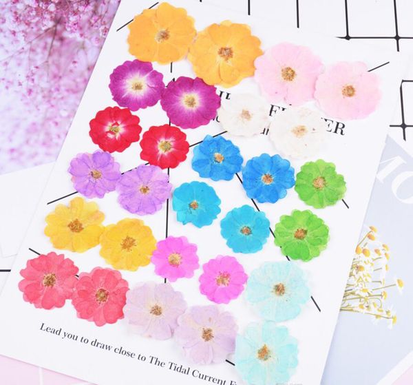 Acheter Pressé Fleurs Séchées Chinois Rose Remplissage Pour Résine époxy Fabrication De Bijoux Carte Postale Cadre Téléphone Affaire Craft Diy De