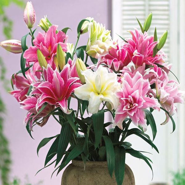 

20шт lilium семена для бонсая консервированного посадочного украшения