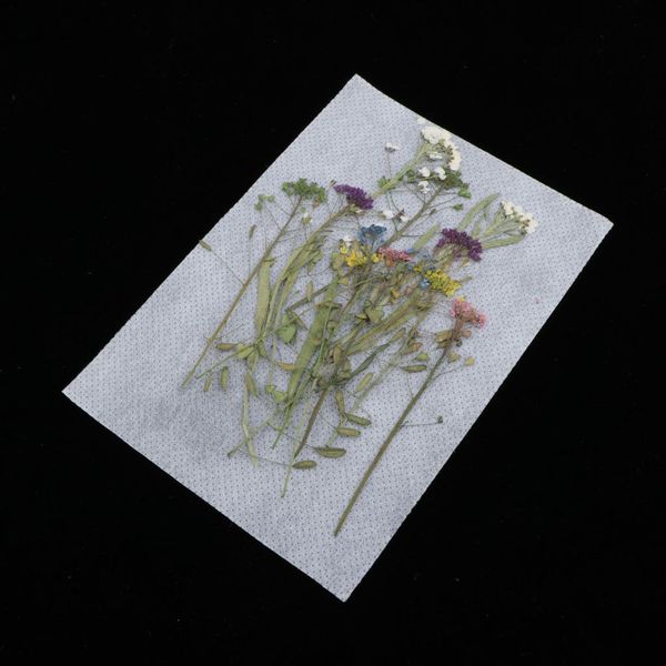 

12pcs real dried pressed flowers qiao cauliflower for art craft diy silicone coaster resin molds(random)